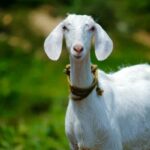 Hukum Gadoh Kambing Bikin Kaget! Begini Ketentuan Bagi Hasil Anak Kambing Menurut Mazhab Syafi’i dan Solusinya