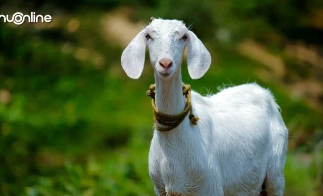 Hukum Gadoh Kambing Bikin Kaget! Begini Ketentuan Bagi Hasil Anak Kambing Menurut Mazhab Syafi’i dan Solusinya
