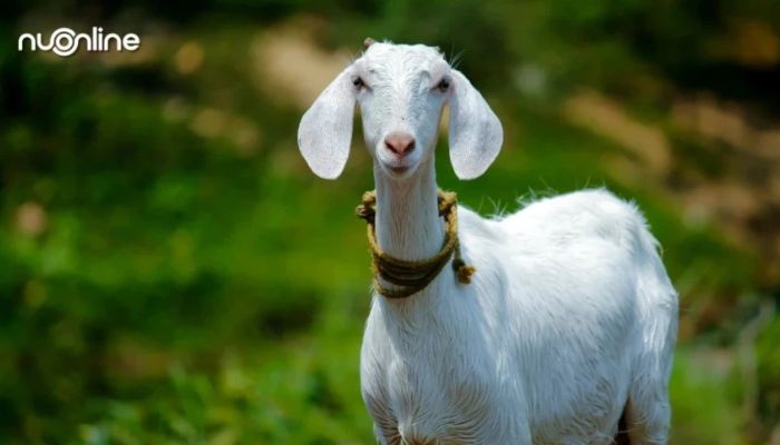 Hukum Gadoh Kambing Bikin Kaget! Begini Ketentuan Bagi Hasil Anak Kambing Menurut Mazhab Syafi’i dan Solusinya